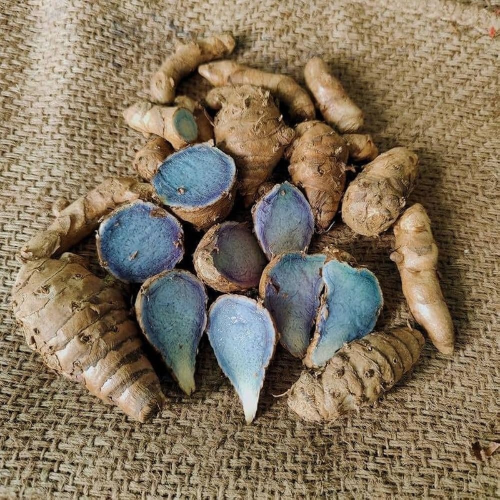 Organic Black Turmeric Rhizomes from Sindhudurg Konkan | Rare Variety, Limited Stock, Sprouting Rhizomes, Blue-Purple Interior, Konkan Region