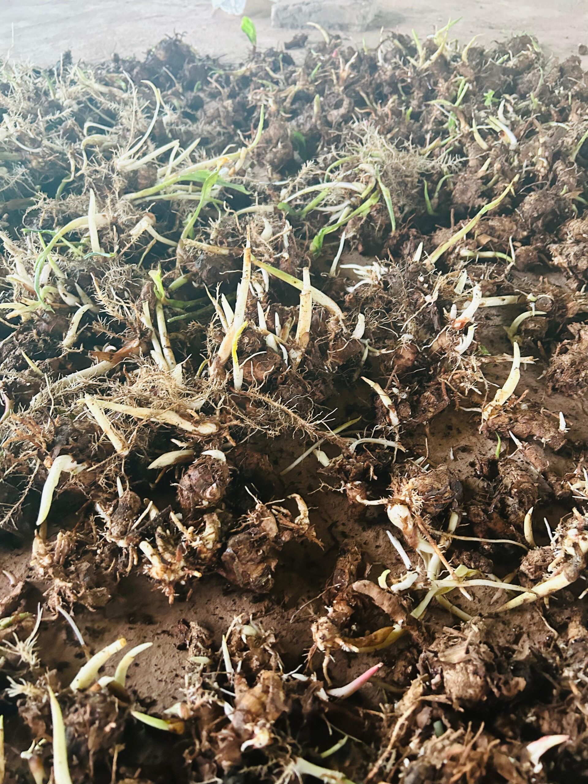 Organic Black Turmeric Rhizomes from Sindhudurg Konkan | Rare Variety, Limited Stock, Sprouting Rhizomes, Blue-Purple Interior, Konkan Region