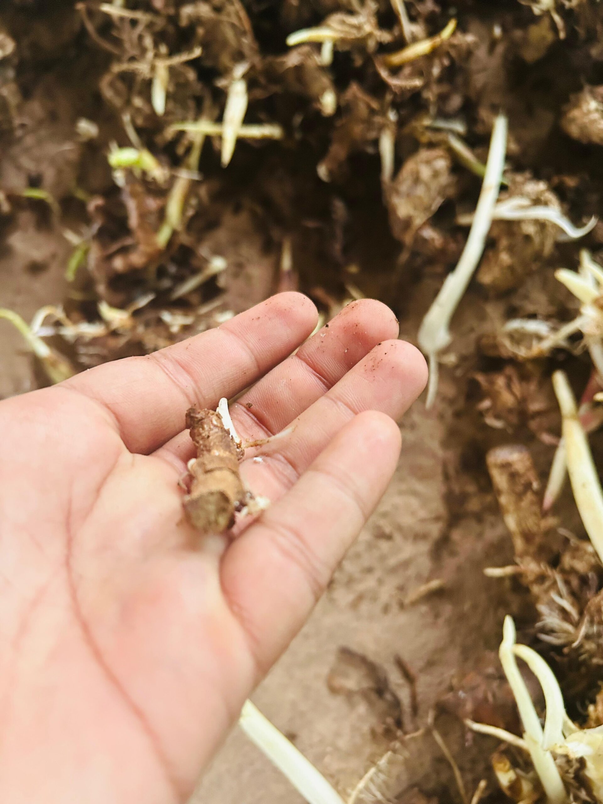 Organic Black Turmeric Rhizomes from Sindhudurg Konkan | Rare Variety, Limited Stock, Sprouting Rhizomes, Blue-Purple Interior, Konkan Region